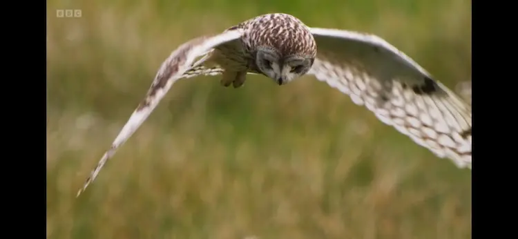Short-eared owl (Asio flammeus flammeus) as shown in Wild Isles - Grasslands